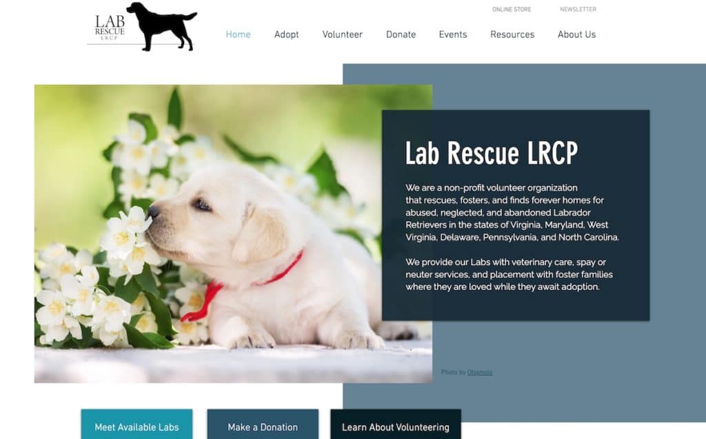 Non Profit Website: Lab Rescue 